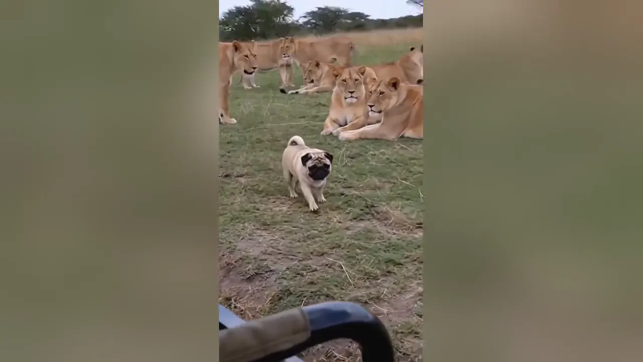 Tiny Dog, Very Big Lions
